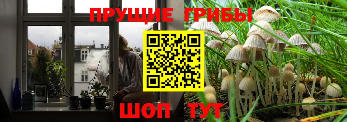 Псилоцибиновые грибы GOLDEN TEACHER Аксай